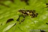 Atelopus spurrelli