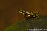 Atelopus spurrelli