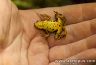 Atelopus spurrelli - ventral view