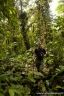 Dennis Nilsson (Author of Atelopus.com) in A. spurrelli habitat