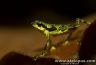 Atelopus spurrelli