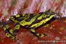 Atelopus spurrelli