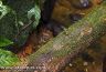 Atelopus spurrelli in habitat
