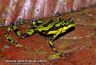 Atelopus spurrelli