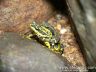 Atelopus spurrelli - Amplexus