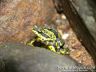 Atelopus spurrelli - Amplexus