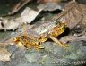 Atelopus certus - in amplexus