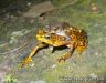 Atelopus certus - in amplexus