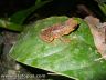 Atelopus certus - female sleeping on a leaf