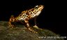 Atelopus certus - male