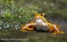 Atelopus certus - male