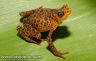 Atelopus certus - female