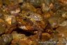 Atelopus certus in amplexus