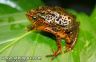 Atelopus certus in amplexus