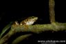 Atelopus certus climbing