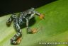 Juvenile Atelopus certus