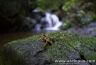 Atelopus certus on rock