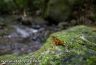 Atelopus certus on rock