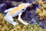 Atelopus chiriquiensis - male (Photo taken1991)