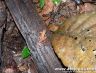 Atelopus flavescens on Montagne Matoury