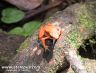 Atelopus flavescens at Kaw Mountains