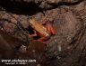 Atelopus flavescens at Kaw Mountains