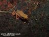 Atelopus flavescens at Kaw Mountains