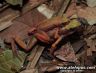 Atelopus flavescens at Kaw Mountains