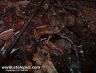 Atelopus flavescens on Montagne Matoury