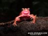 Atelopus flavescens on Montagne Matoury