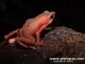 Atelopus flavescens on Montagne Matoury