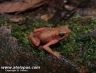 Atelopus flavescens on Montagne Matoury