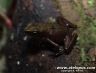 Atelopus fransiscus