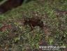 Atelopus fransiscus
