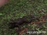 Atelopus fransiscus