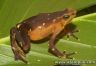 Atelopus glyphus - female