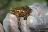 Atelopus glyphus