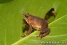 Atelopus glyphus - male