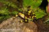 Atelopus limosus 'midland'