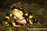 Atelopus limosus 'midland'