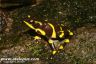 Atelopus limosus 'midland'