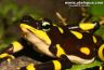 Atelopus limosus 'midland'