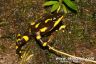 Atelopus limosus 'midland'