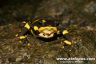 Atelopus limosus 'midland'