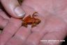 Atelopus limosus 'lowland' ventral view (female)