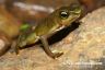 Atelopus limosus 'lowland'