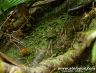 Atelopus pulcher - Cainarachi, Peru