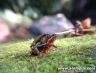 Atelopus pulcher - Cainarachi, Peru