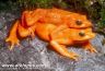 Atelopus sorianoi in amplexus