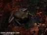 Atelopus spumarius 'barbotini' - French Guyana